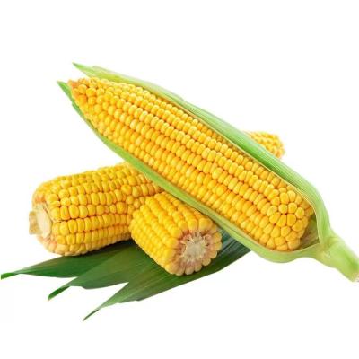 সুইট কর্ণ